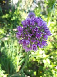 Allium, Kr&auml;uterwanderung, Pfaffenhofen, HerbaOdor