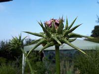 Mariendistel, Kr&auml;uterwanderung, Pfaffenhofen, HerbaOdor